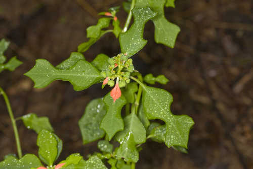 Euphorbia heterophylla #12